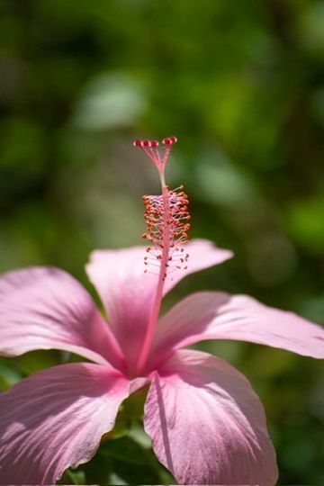 Flor de hibisco rosada