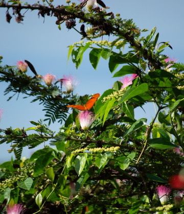 Mariposa naranja en un árbol florecido